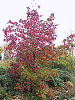 Liquidambar%20styraciflua%20-%20Heister%20Sol%20in%20Herbstfaerbung1.jpg