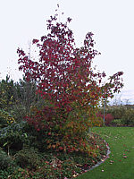 Liquidambar%20styraciflua%20-%20Heister%20Sol%20in%20Herbstfaerbung2.jpg