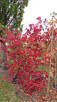 Liquidambar%20styraciflua%20-%20Herbst%2005.JPG