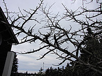 Liquidambar%20styraciflua%20-%20Korkrinde%203.JPG