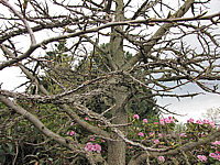 Liquidambar%20styraciflua%20-%20Korkrinde%204.JPG
