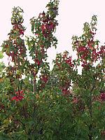 Liquidambar%20styraciflua%20-%20beginnende%20Herbstf..JPG