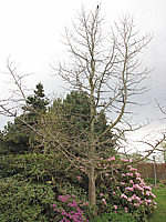 Liquidambar%20styraciflua%20-%20ohne%20Laub.JPG