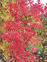 Liquidambar%20styraciflua%2002.JPG