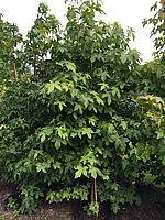 Liquidambar%20styraciflua%203m%20Sommer.JPG