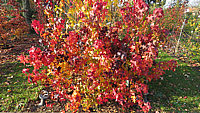 Liquidambar%20styraciflua%20Autumn%20Color%2001.JPG