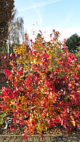 Liquidambar%20styraciflua%20Autumn%20Color%2002.JPG