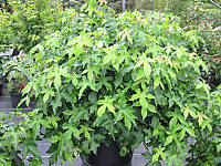 Liquidambar%20styraciflua%20Gum%20Ball%201m.JPG