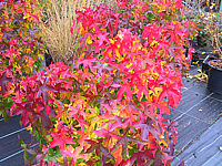 Liquidambar%20styraciflua%20Gum%20Ball%20Herbst%2001.JPG