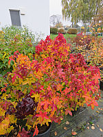 Liquidambar%20styraciflua%20Gum%20Ball%20Herbst%2002.JPG