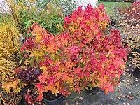 Liquidambar%20styraciflua%20Gum%20Ball%20Herbst%2003.JPG