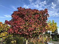 Liquidambar%20styraciflua%20Gum%20Ball%20Herbst%2004.JPG