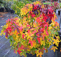 Liquidambar%20styraciflua%20Gum%20Ball%20Herbst%2005.jpg