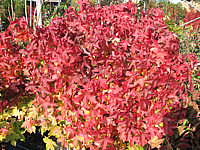 Liquidambar%20styraciflua%20Gum%20Ball%20Herbst%2006.JPG