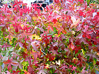 Liquidambar%20styraciflua%20Gum%20Ball%20Herbst%2008.JPG
