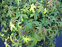 Liquidambar%20styraciflua%20Gum%20Ball%20wachsend.JPG