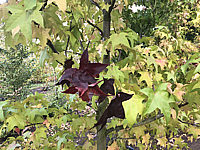 Liquidambar%20styraciflua%20Lane%20Roberts%200001.JPG