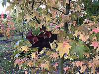 Liquidambar%20styraciflua%20Lane%20Roberts%200003.JPG