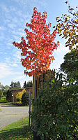 Liquidambar%20styraciflua%20Lane%20Roberts%200006.JPG