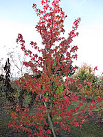 Liquidambar%20styraciflua%20Lane%20Roberts%204m%20Herbstfaerbung.JPG