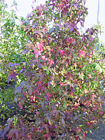Liquidambar%20styraciflua%20Lane%20Roberts%20Herbst%20001.JPG