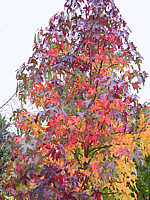 Liquidambar%20styraciflua%20Lane%20Roberts%20Herbst%20002.JPG