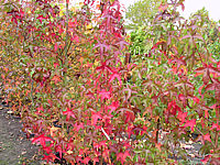 Liquidambar%20styraciflua%20Lane%20Roberts%20Herbst%20003.JPG