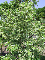 Liquidambar%20styraciflua%20Variegata%2002.JPG