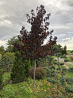 Liquidambar%20styraciflua%20Worplesdon%20-%20Herbstfaerbung%20fast%20schwarz.JPG