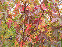 Liquidambar%20styraciflua%20Worplesdon%2001.JPG