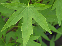 Liquidambar%20styraciflua%20Worplesdon%20Blattmacro.JPG