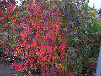 Liquidambar%20styraciflua%20Worplesdon%20Herbst.JPG