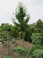 Liquidambar%20styraciflua%20Worplesdon%20als%20Spalier%2001.JPG