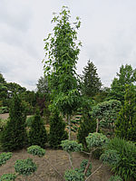 Liquidambar%20styraciflua%20Worplesdon%20als%20Spalier%2002.JPG