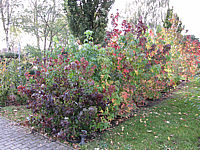 Liquidambar%20styraciflua%20in%20Sorten%20Herbst,%20vorn%20Autumn%20Color.JPG