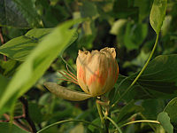Liriodendron%20Bluete%202.JPG
