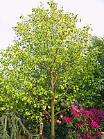 Liriodendron%20tulipifera%20Aureomarginata%2001.JPG