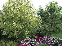 Liriodendron%20tulipifera%20Aureomarginata%2002.jp2