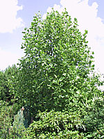 Liriodendron%20tulipifera%20Aureomarginata%2003.jpg