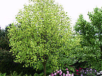 Liriodendron%20tulipifera%20Aureomarginata%2004.JPG