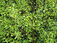 Liriodendron%20tulipifera%20Aureomarginata%2005.JPG