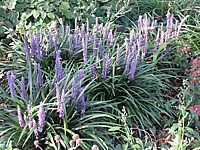 Liriope%20muscari%20im%20Beet.JPG