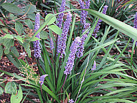Liriope%20muscari%20nah.JPG