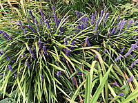 Liriope%20muscarii%20%20001.JPG