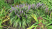 Liriope%20muscarii%20%20003.JPG