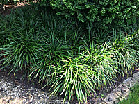 Liriope%20muscarii%20%20gruen.JPG