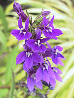 Lobelia%20gerardii%201.JPG