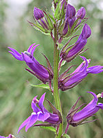 Lobelia%20gerardii.JPG