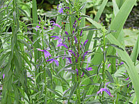 Lobelia%20sessiliflora%20Bluehend.JPG