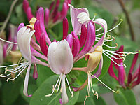 Lonicera%20heckrottii%20Bluetenmacro.jpg